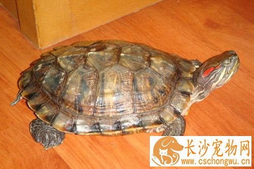 金钱龟病了怎么办 金钱龟得了营养性疾病