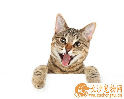 猫咬伤了怎么办 怎么避免被猫咪咬伤