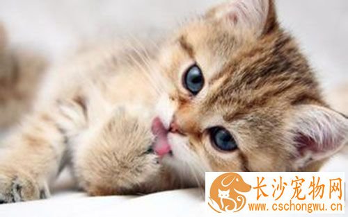 母猫发情有什么症状 母猫发情会叫吗