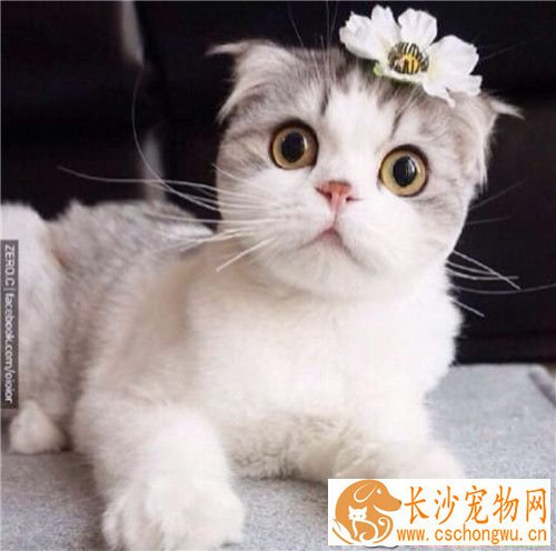 被猫咬后怎么办 咬伤后应尽快注射狂犬病疫苗