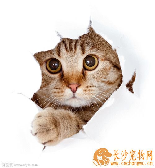 被猫咬了该怎么办 如何训练猫猫不咬人