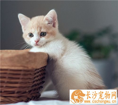 被猫咬了会怎么样 被猫咬了注射疫苗注意事项