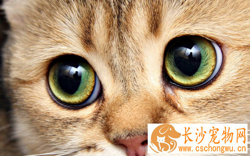 母猫绝育手术时间 猫咪绝育的最佳时间