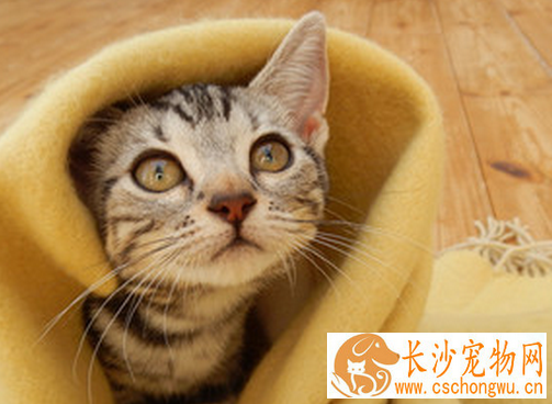 母猫的绝育手术 绝育手术对猫咪本身有多大影响