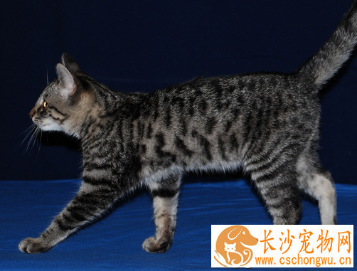 猫做完绝育手术 猫咪绝育手术后注意事项