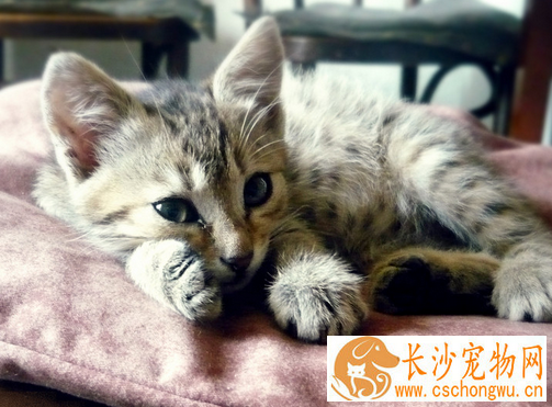 猫做绝育手术费用 绝育手术费用在200-300之间