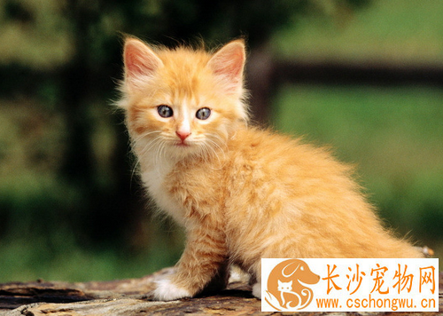 猫要不要绝育 猫咪绝育前要打血清吗