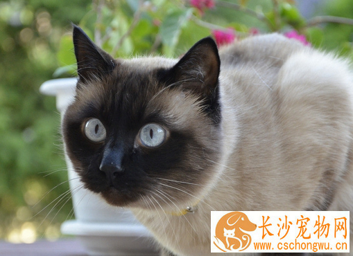 猫绝育需要注意什么 猫咪绝育的风险来自哪里