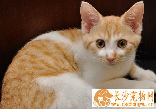 给猫做绝育手术要多少钱 公猫绝育手术多少钱