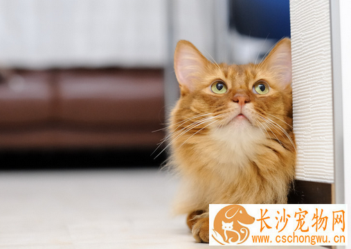 猫得了猫癣怎么办 幼猫的猫癣治疗方法