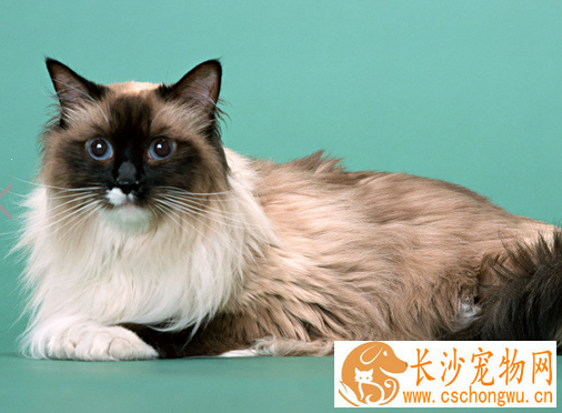 宠物猫为什么要绝育 家里做一次彻底的消毒