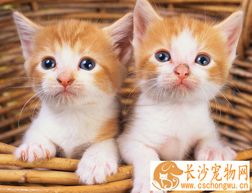 为什么要给猫绝育 母猫绝育手术有没有风险