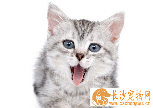 怎么给母猫绝育 确保猫咪此时身体非常健康