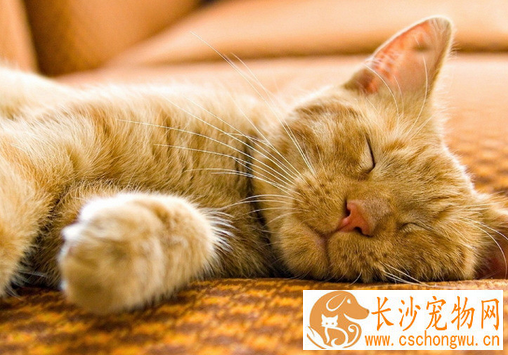 母猫绝育手术价格 手术价格应该在80到120元