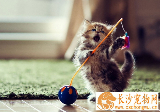 母猫绝育手术后的护理 要准备好干净的箱子或笼子