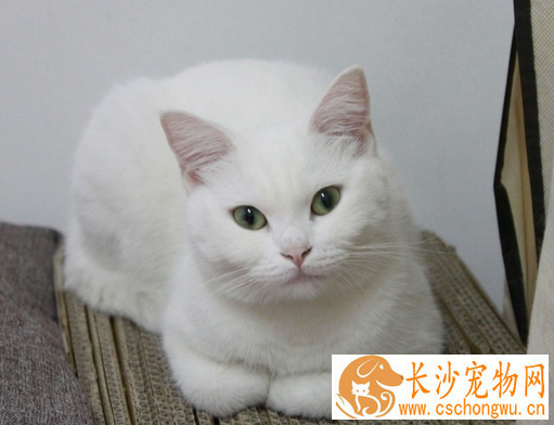 母猫绝育手术费用 每个地方的价钱都不相同