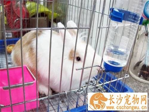 兔子怀孕的症状 母兔怀孕检查的方法是摸胎