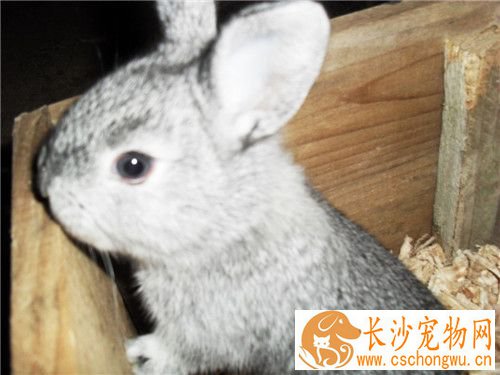 兔子球虫病症状 兔子球虫病的防治措施