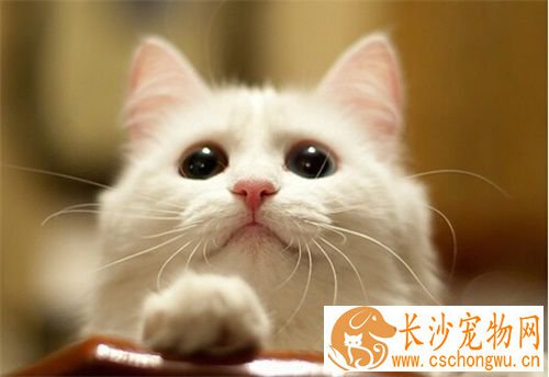 给母猫做绝育手术 给猫做绝育手术的好处