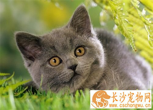 猫做绝育手术后 猫做绝育手术后会出现的状况