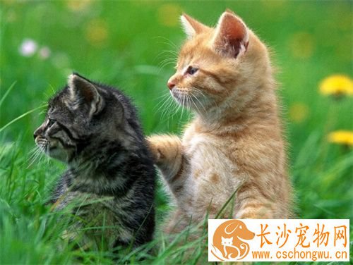 母猫不做绝育手术 绝育手术避免发情引起的困扰