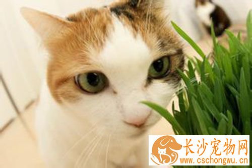 猫为什么做绝育 猫咪做绝育的原因是什么