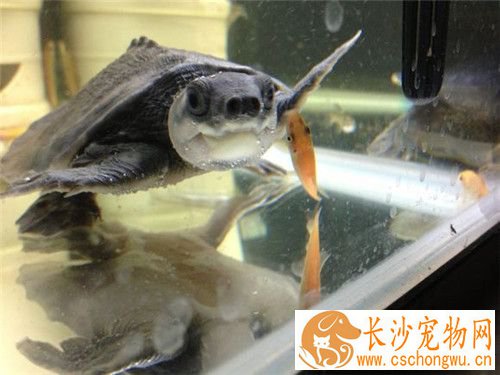 猪鼻龟皮肤溃烂 猪鼻龟皮肤溃烂的治疗方法
