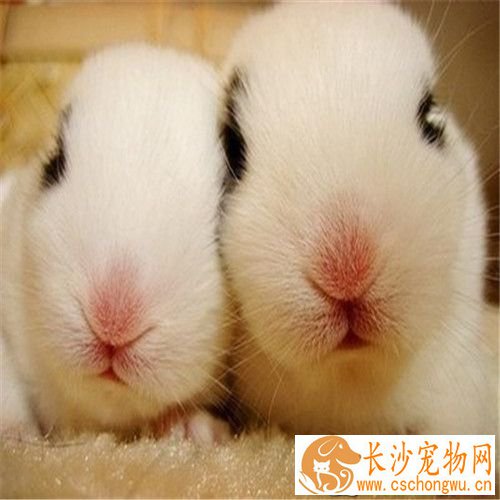 兔子打喷嚏是怎么回事 兔子打喷嚏的原因