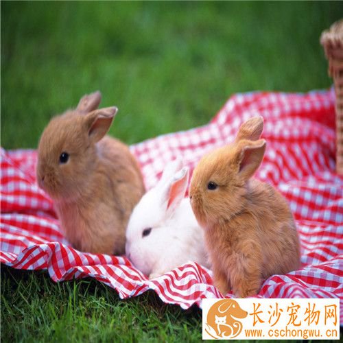 兔子脚皮炎怎么治 如何预防兔兔脚皮炎