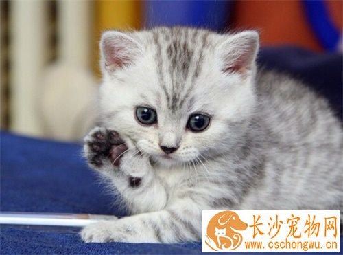 母猫做绝育手术好吗 猫咪绝育是对猫咪的负责