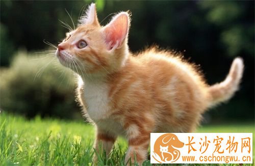 母猫做绝育好不好 母猫做绝育会有那些不同