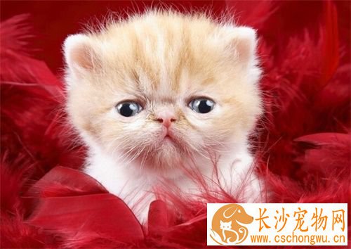 猫做绝育手术时间 雄性约需10分钟即可完成