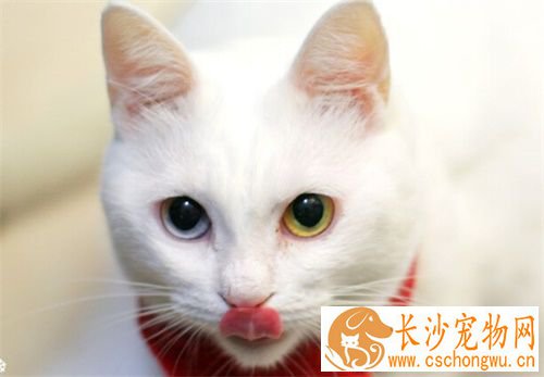 猫猫结扎多少钱 公母的价钱是不一样的