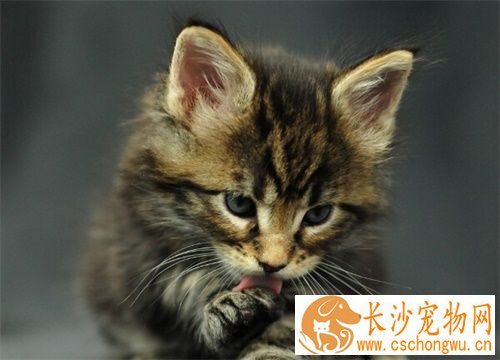 母猫发情期能做绝育吗 母猫绝育手术好处多多