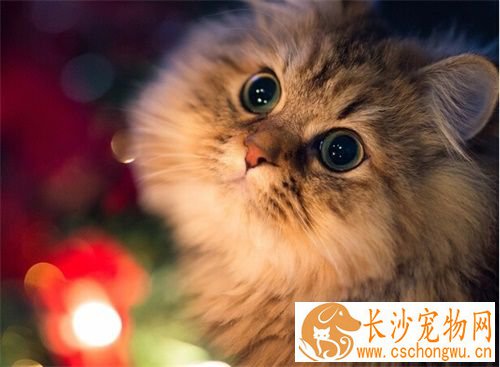 猫病了怎么办 猫生病大多都会食欲不振