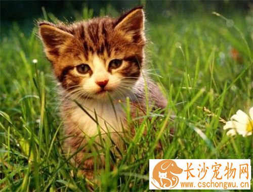 被猫咬伤了怎么办 应该在伤口的上端扎止血带