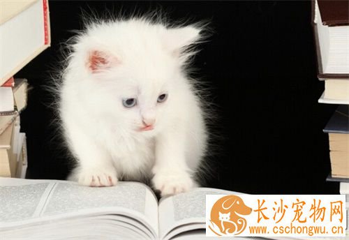被猫咬破了怎么办 被猫咬伤后紧急处理方法