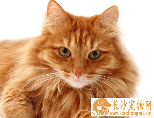 被猫挖了怎么办 马上用大量清水肥皂进行清洗