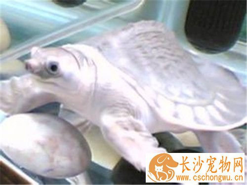 猪鼻龟肠炎症状 猪鼻龟肠炎的治疗及预防