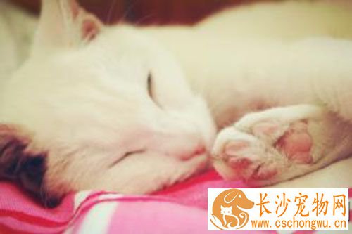 猫做绝育好吗 猫绝育手术应该注意哪些方面