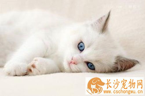 猫为什么要做绝育 母犬发情时被公犬追