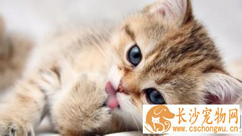 母猫什么时候绝育好 在母猫8个月之后绝育