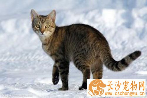 母猫绝育后护理 母猫绝育后注意事项