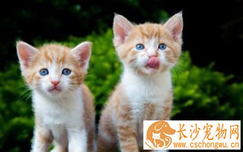 母猫做绝育多少钱 母猫绝育一共需要500元左右