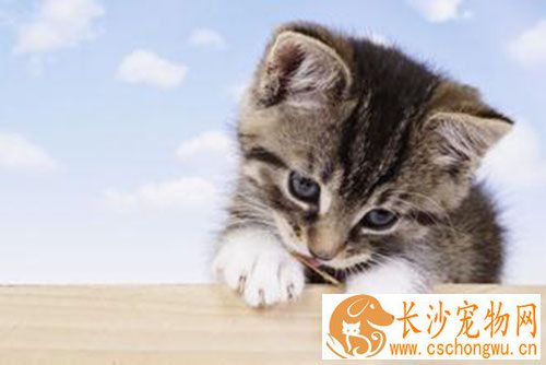 母猫绝育手术后护理 手术结束后打止血针