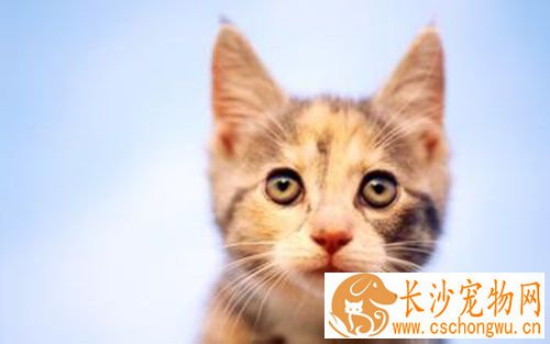 给猫做绝育好吗 不给猫咪做绝育手术的后果
