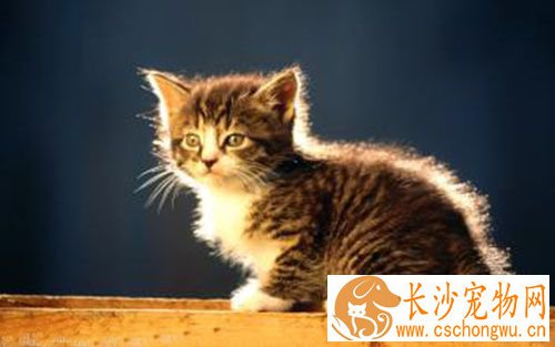 猫几个月做绝育 母猫多大可以做绝育