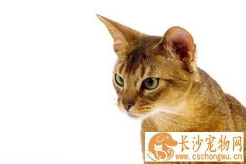 母猫需要绝育吗 猫咪绝育的好处是什么
