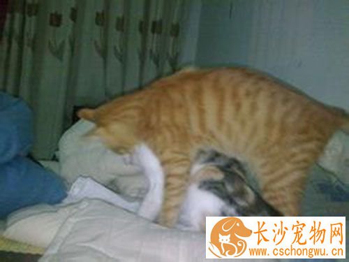 猫多大可以绝育 6到7月龄第一次发情前