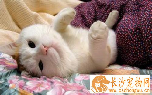 母猫绝育手术过程 母猫术后治疗与护理方法